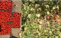 Filière tomate industrielle : plus de 80 000 tonnes attendues cette année au Sénégal