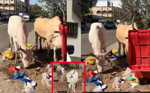 Thiès confrontée à un phénomène récurrent : des vaches errantes en centre-ville