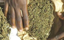 Touba : une opération policière met fin à une nuit de consommation de chanvre