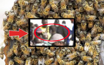 Un homme trouve la mort après une attaque massive d’abeilles