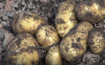 Zone des Niayes : des maraîchers alertent sur une maladie qui menace leurs récoltes