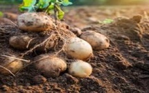 Notto Gouye Diama : Une maladie mystérieuse ravage les cultures de pomme de terre et de tomate dans les villages de Beureup