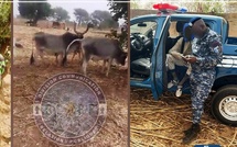 Nioro du Rip : un berger arrêté avec six bœufs présumés volés