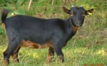 Pikine : un mineur accusé de vol de chèvre violemment lynché par une foule