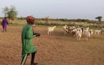 Tribunal de Thiès : accusé du vol de 17 moutons, un berger relaxé au bénéfice du doute