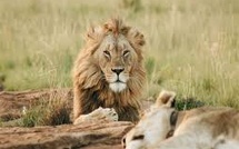 Parc national du Niokolo-Koba : la population de lions en nette progression depuis 2011