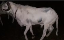 Tivaouane : une ferme ciblée en pleine nuit, plusieurs animaux emportés