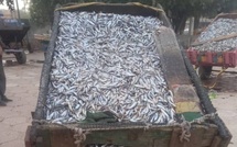 Pêche illicite : importantes saisies et renforcement des contrôles au Sénégal