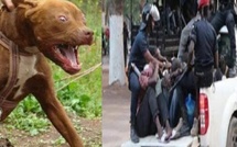 Yeumbeul : des trafiquants lâchent des pitbulls sur la police en pleine intervention