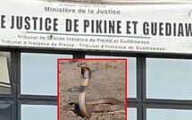 Pikine : le tribunal envahi par des serpents après l’effondrement d’un mur, la panique s’installe