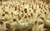 Aviculture à Thiès : les éleveurs confrontés à la hausse des coûts et aux difficultés de vente