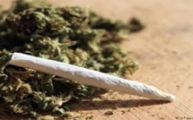 Bignona : arrêté avec 20 kg de chanvre indien, un tailleur affirme nourrir ses poussins avec la drogue