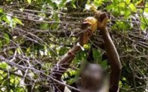 Drame à Kotobo : un peintre de 35 ans trouve la mort lors d’une récolte de madd