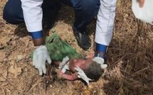 Koungheul : un bébé d’un mois abandonné dans une poubelle, un conducteur de moto-taxi lui sauve la vie