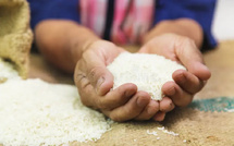 Aflatoxine dans le riz : l’ITA précise que les analyses concernent du riz importé