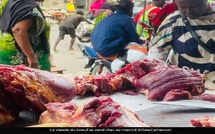 De 3 500 à 5 500 FCFA : le prix du bœuf explose en pleine période de soudure