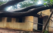 CEM Malick Sy : un arbre s’effondre en plein examen du CREM