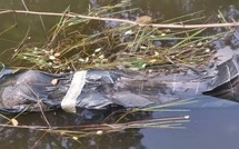 Bargny : retrouvé mort près du TER, un commerçant était en route vers Kaolack
