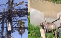 Mbadakhoune : l’électricité tue un âne