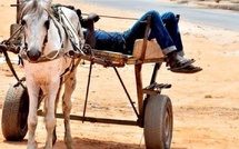 VOL D'UN CHEVAL ET D'UNE CHARRETTE : DEUX ANS FERME POUR LE PRINCIPAL PRÉVENU