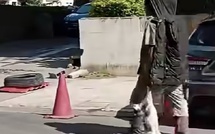 Vidéo virale sur des chats tués : un suspect conduit au commissariat du Plateau