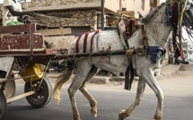 Diamaguène : un adolescent de 13 ans perd la vie après un accident avec son cheval